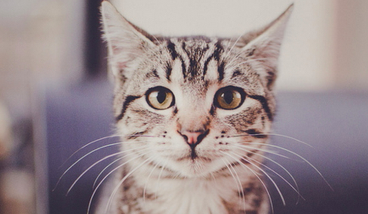 Jakim byłbyś kotem domowym?