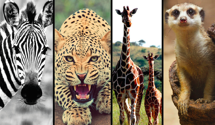 Którym afrykańskim zwierzakiem jesteś?
