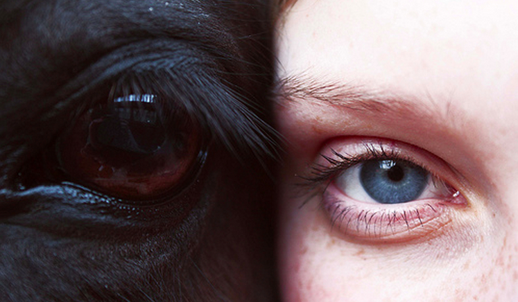 Który koń do Ciebie pasuje?