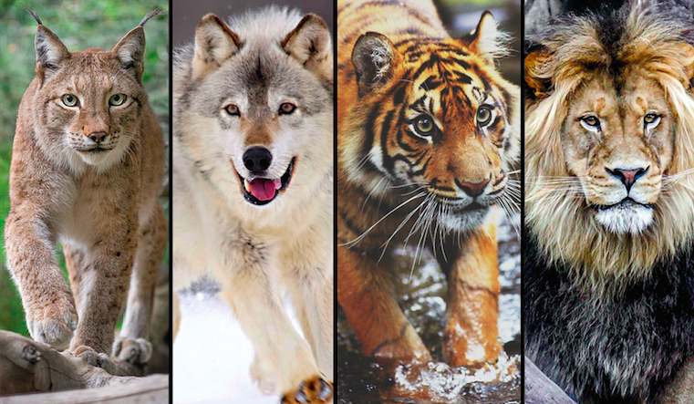 Jakim dzikim zwierzęciem jesteś?