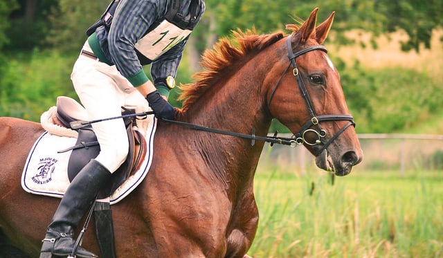 Która dyscyplina w jeździe konnej najbardziej do Ciebie pasuje?