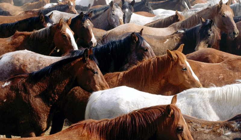 Koniem jakiej maści jesteś?