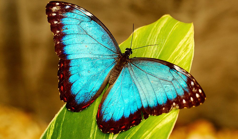 Jak dobrze znasz się na zwierzętach?