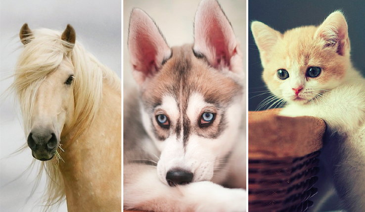 Które zwierzę do Ciebie pasuje?