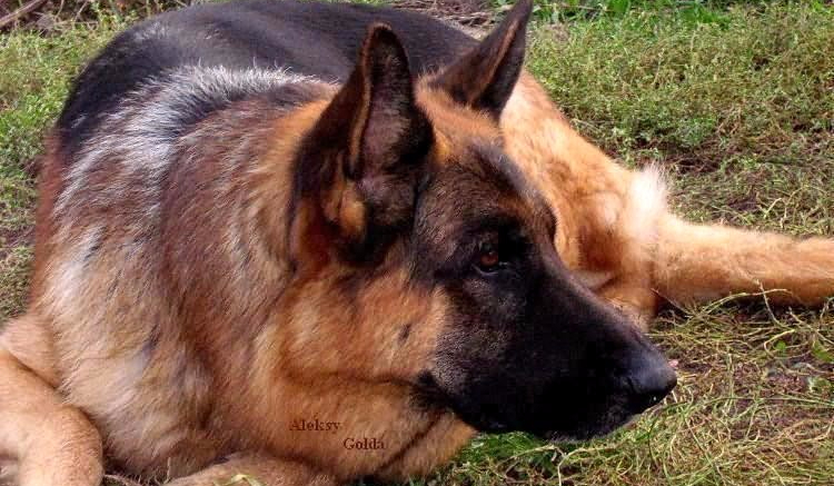 jaka rasa psa do ciebie pasuje?