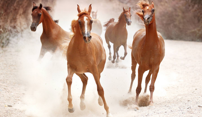 Która rasa konia do Ciebie pasuje?