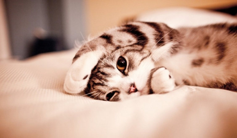 Jaki zwierzak odpowiada Twojemu zachowaniu?