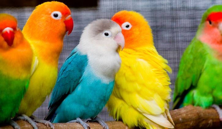 Jakim jesteś ptakiem?