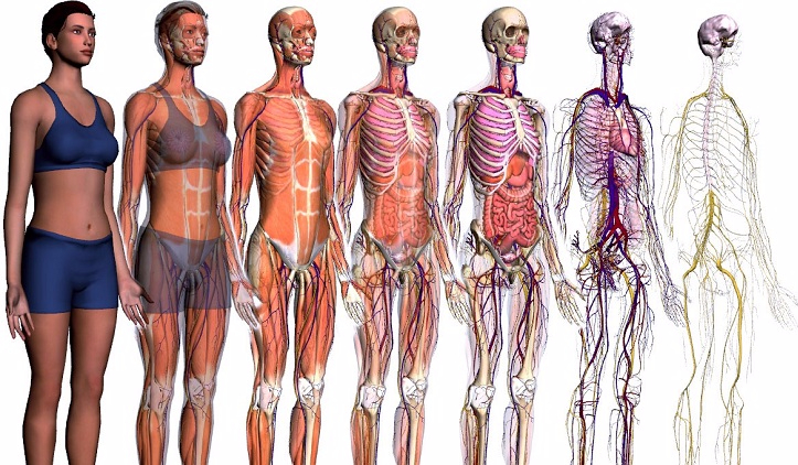 Ile wiesz na temat anatomii człowieka?
