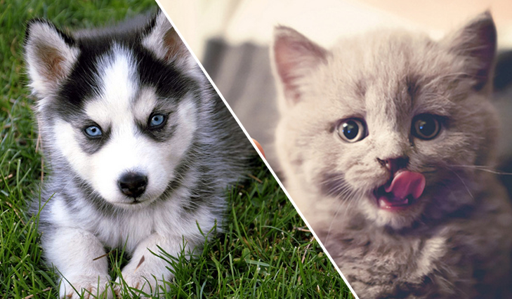 Zgadniemy czy jesteś miłośnikiem kotów czy psów?