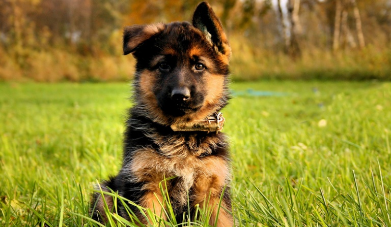 Co wiesz o owczarkach niemieckich?