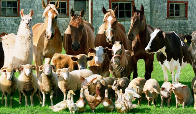 Jakim zwierzęciem z gospodarstwa jesteś?