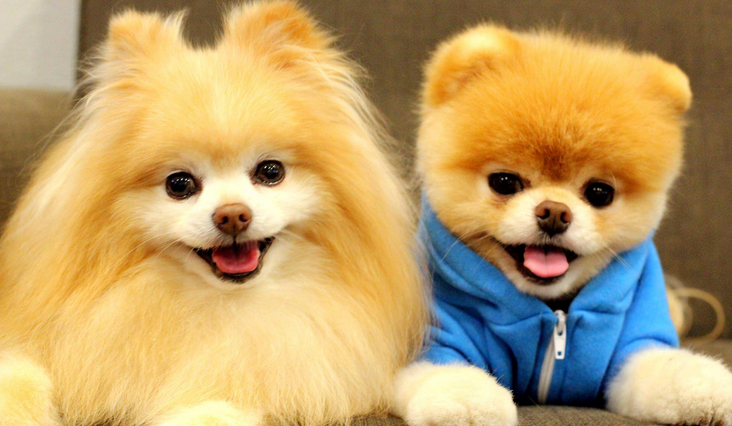 Którą rasą psa jesteś?