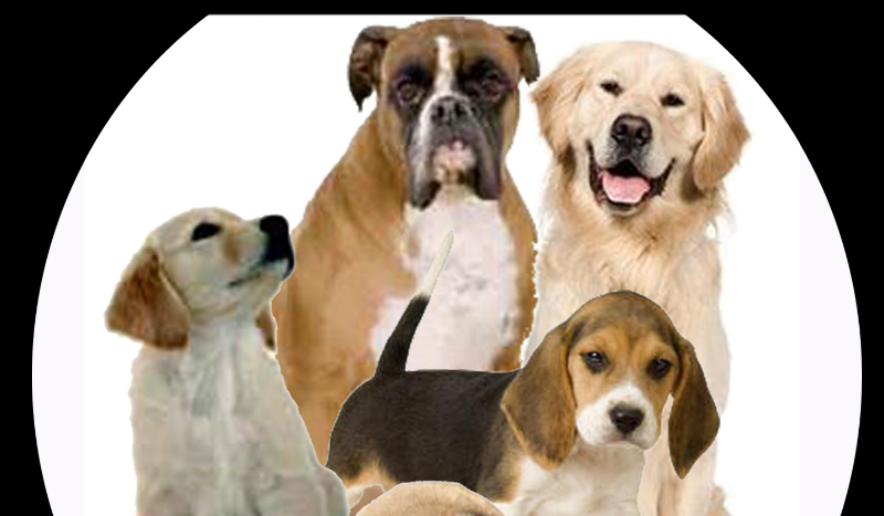 Jaka to rasa ? ( Część 1 )