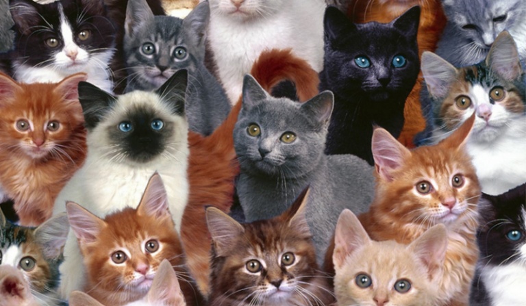 Jakim byłbyś kotem?