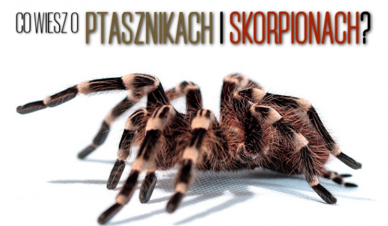Co wiesz na temat ptaszników i skorpionów?
