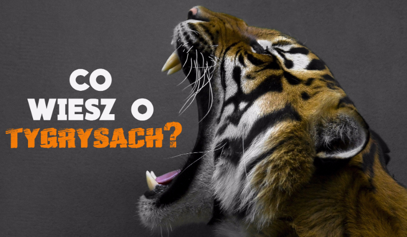 Co wiesz o tygrysach?