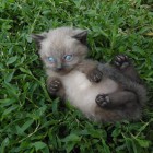 catcloe9191