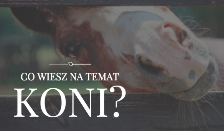 Co wiesz na temat koni?