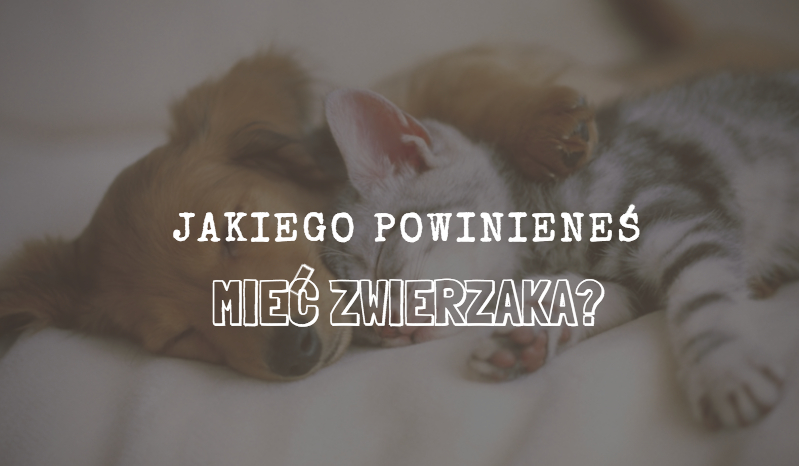 Jakiego powinieneś mieć zwierzaka?