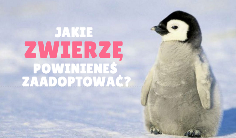 Jakie zwierzę powinieneś zaadoptować?