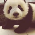 SweetPanda123