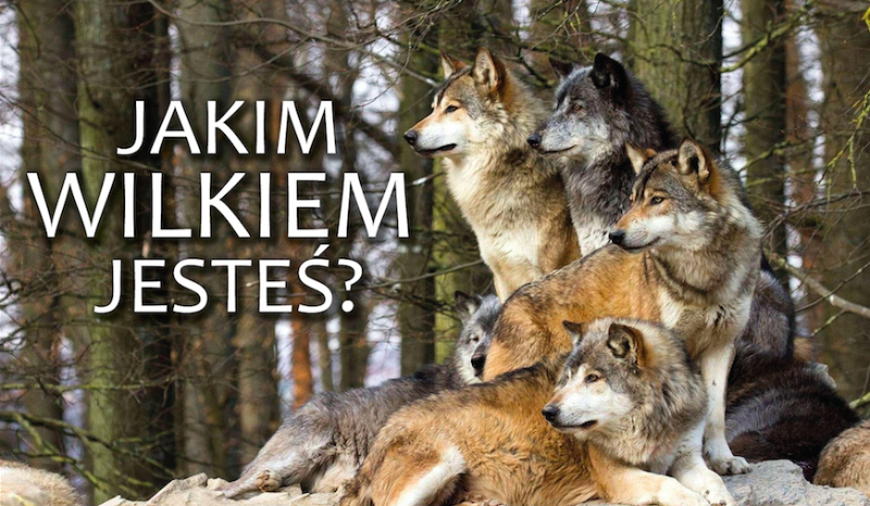 Jakim jesteś wilkiem?