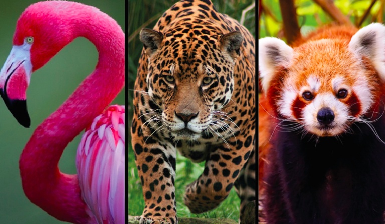 Potrafisz rozpoznać 30 zwierząt, które każdy powinien znać?