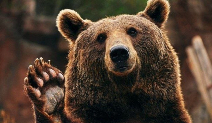 Jakim niedźwiedziem jesteś?