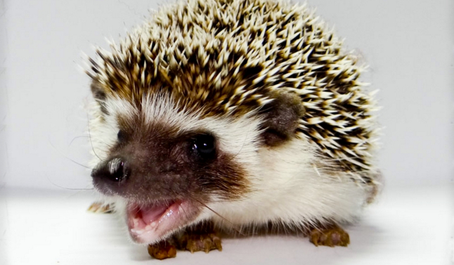 Jak dobrze znasz Jeże Pigmejskie?