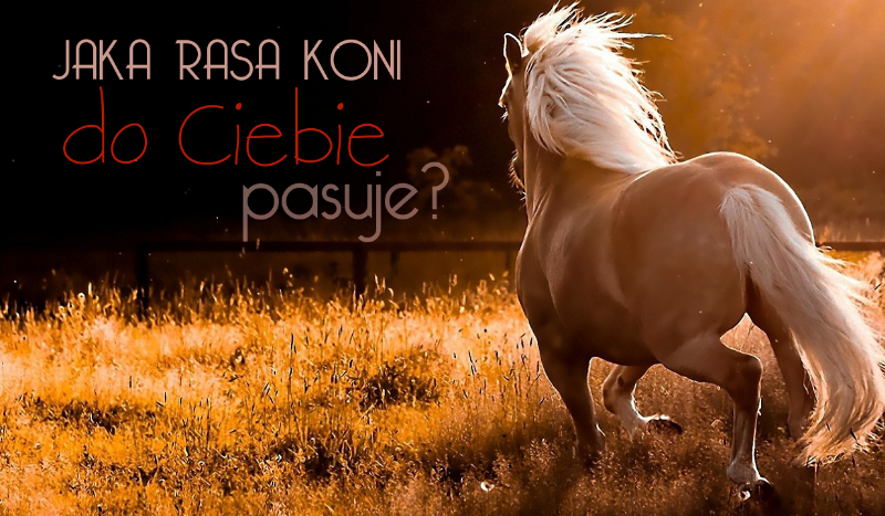 Jaka rasa konia do Ciebie pasuje?