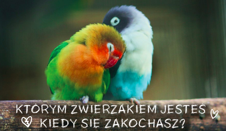 Którym zwierzakiem jesteś kiedy się zakochasz?