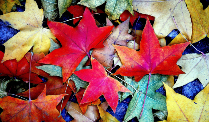 Jakim jesiennym liściem jesteś?