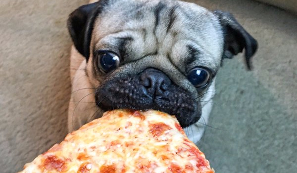 Czy  możesz być właścicielem mopsa ?