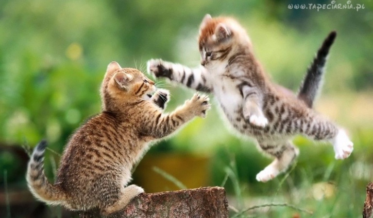 Jak lubisz Naruciaka?