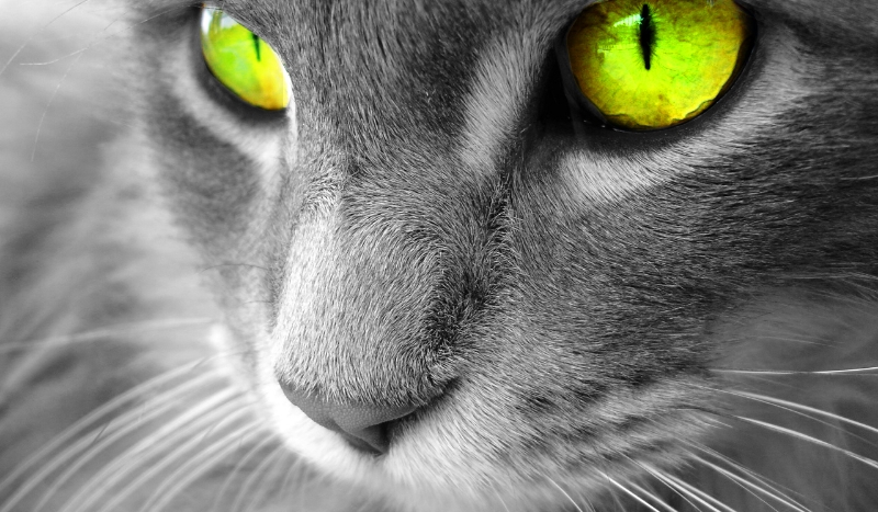 Do jakiego kota pasujesz ?