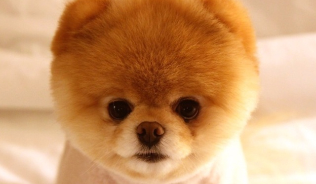 Znasz się na rasach psów?