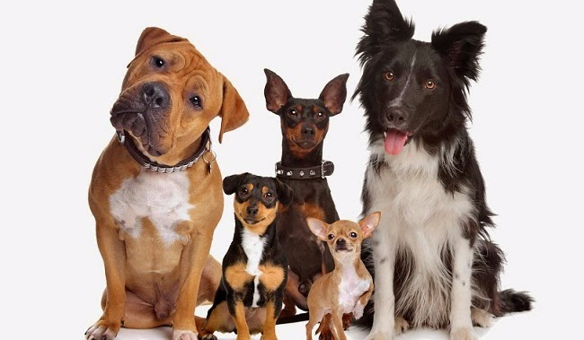 jaką rasą psa jesteś ?