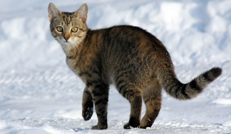 Jakiej rasy kotem jesteś?