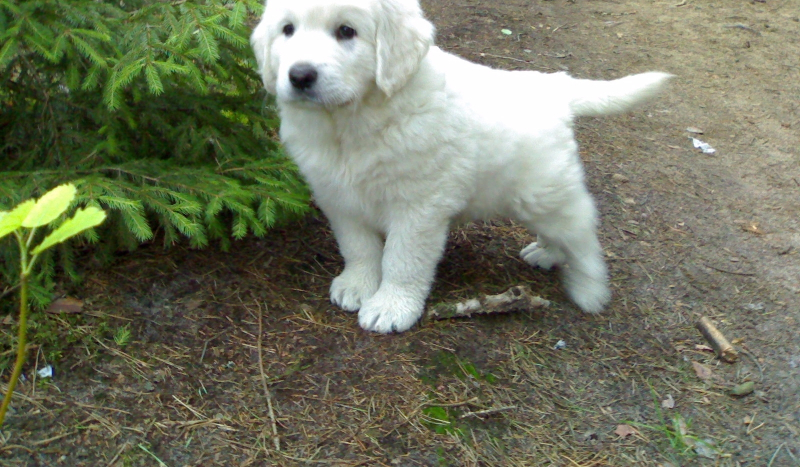 Jak powinnaś/powinieneś nazwac swojego nowego szczeniaka?