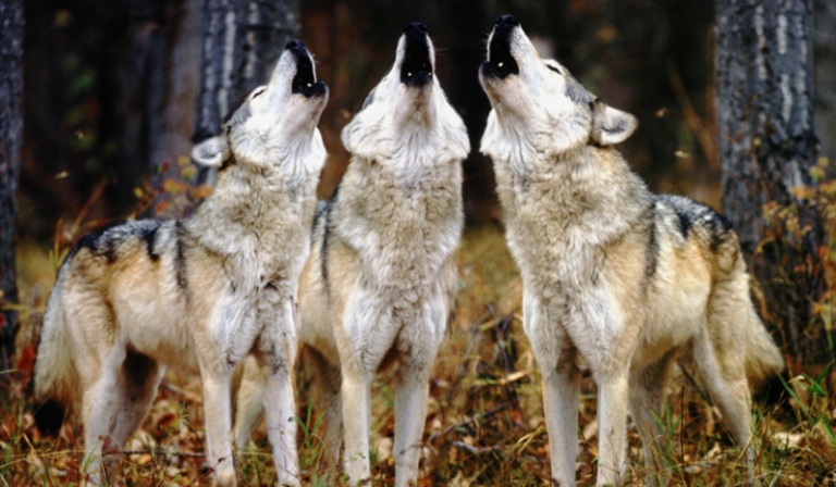 Jaką pozycję zajmujesz w stadzie jako wilk?