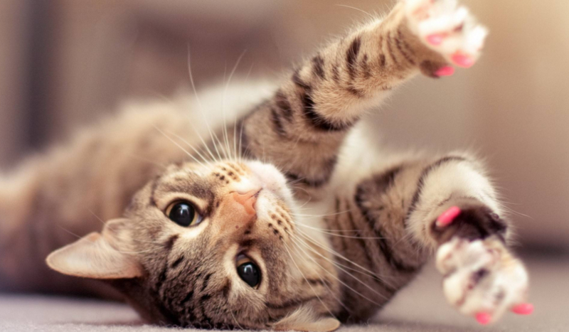 Jak potoczy się Twoje kocie życie?