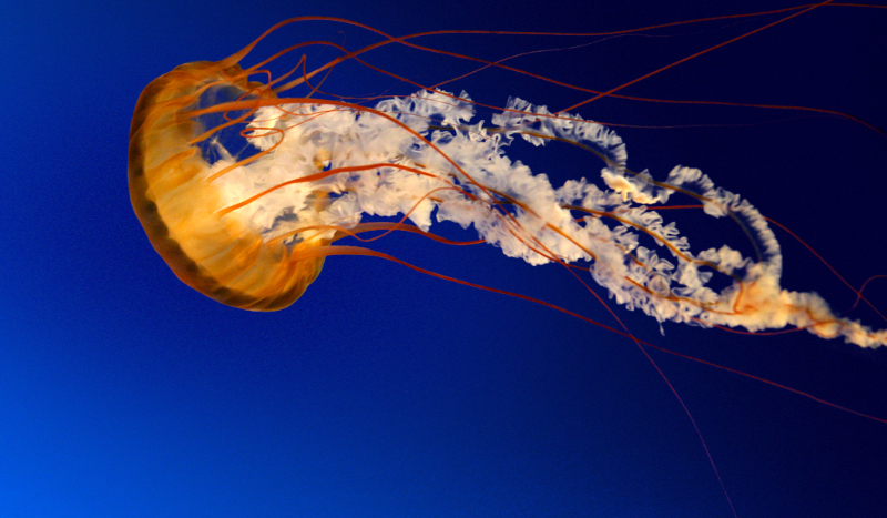 Jakim był/a zwierzęciem?