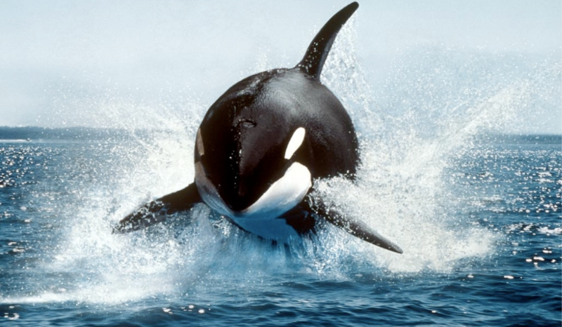 Czy spotka cię przygoda?