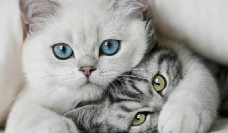 Jaką rasą kota jesteś?