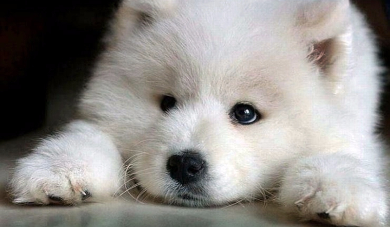 Czy jesteś fajnym opiekunem pieska?