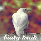 BialyKruk