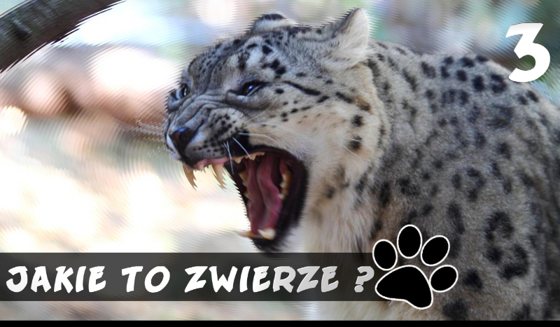 Jakie to zwierzę – część 3?