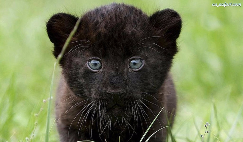 Czy twuj kotek cie Kocha