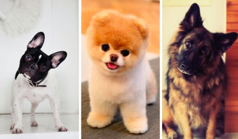 Jakiej wielkości pies do Ciebie pasuje?